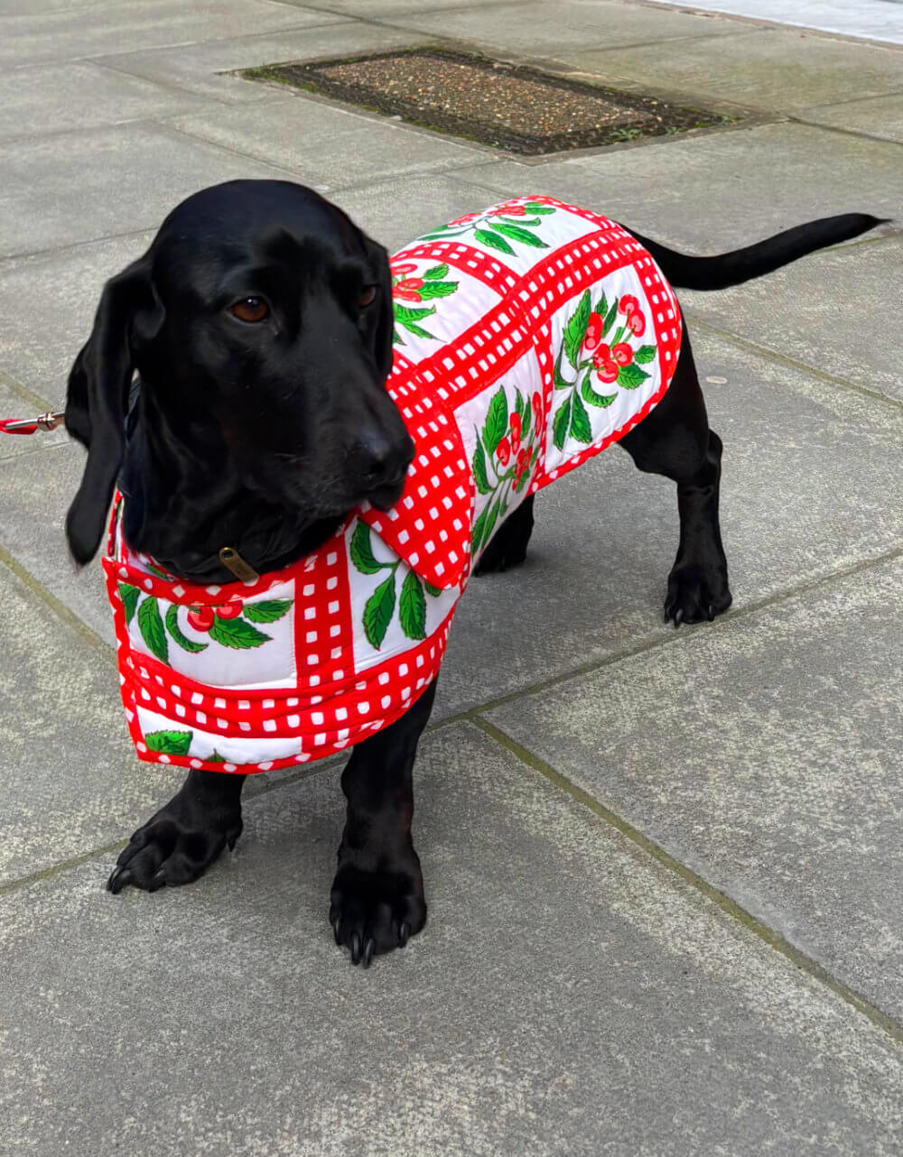 Pink City Prints 4TH DROP Cherry Picnic Doggie Coat
