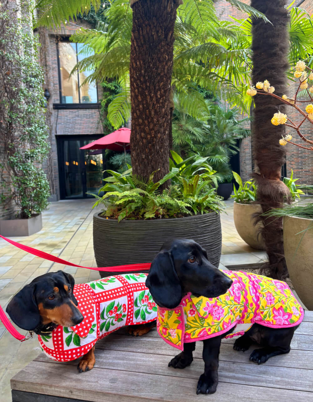 Pink City Prints 4TH DROP Cherry Picnic Doggie Coat